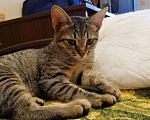 Кошки в Нижнем Новгороде: Котёнок  в добрые руки  Девочка, Бесплатно - фото 1