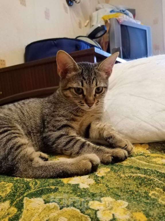 Кошки в Нижнем Новгороде: Котёнок  в добрые руки  Девочка, Бесплатно - фото 1