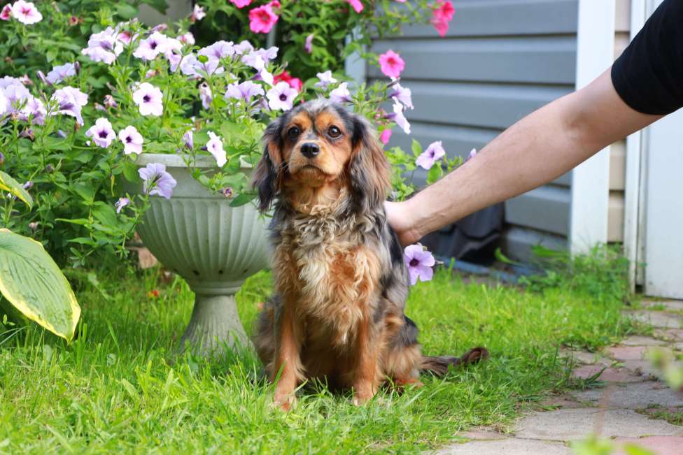 Собаки в Москве: Подрощенная девочка уникального окраса Девочка, Бесплатно - фото 2