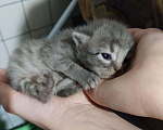 Кошки в Саке: Котята в добрые руки пушистые, 500 руб. - фото 2