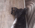 Кошки в Кемерово: Вязка кота, 2 000 руб. - фото 1