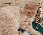Кошки в Малмыже: Мейн-кун, 2 000 руб. - фото 2