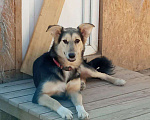 Собаки в Чехове: Ласковая девочка щенок Лиза. 8 месяцев. В поиске добрых хозяев Девочка, Бесплатно - фото 2