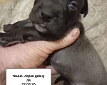 Собаки в других городах Московской области: Американский питбультерьер щенок девочка Девочка, 35 000 руб. - фото 3