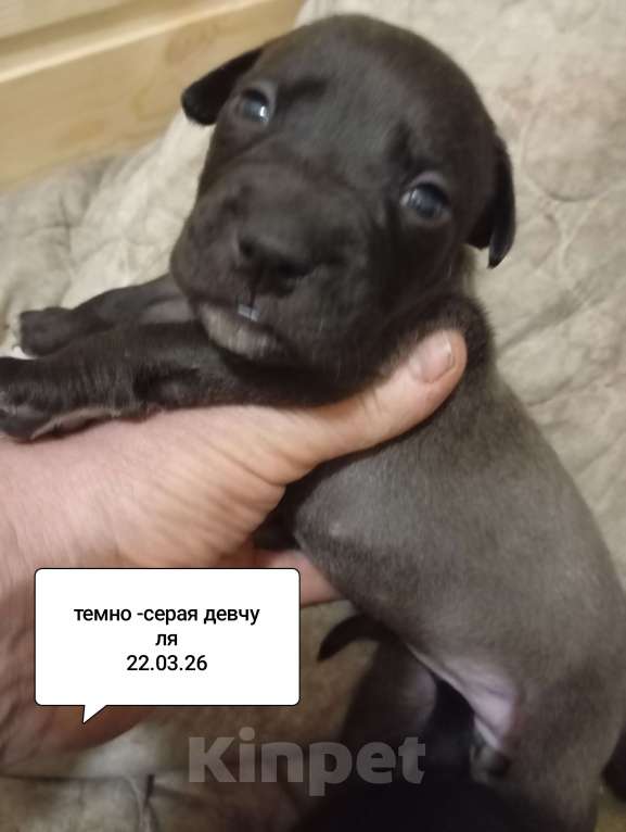 Собаки в других городах Московской области: Американский питбультерьер щенок девочка Девочка, 35 000 руб. - фото 3