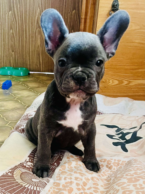 Собаки в других городах Краснодарского края: Щенки французского бульдога Девочка, 55 000 руб. - фото 5