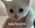 Кошки в Ленинске-Кузнецком: Отдам срочно в добрые руки Мальчик, Бесплатно - фото 1