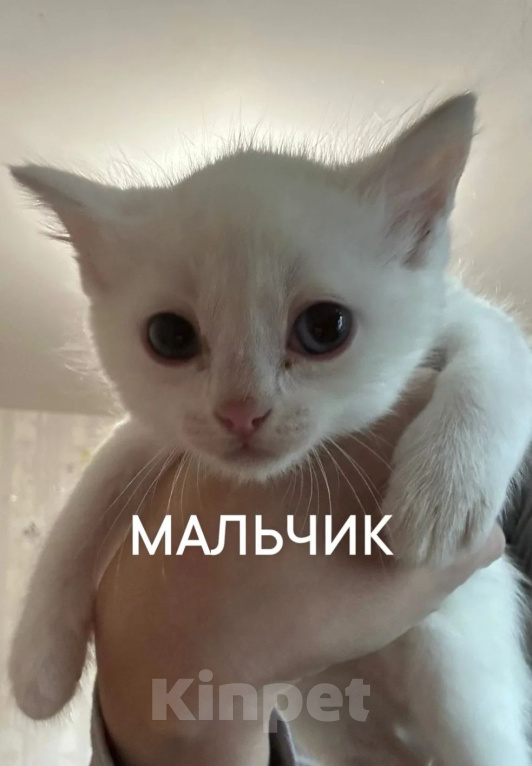 Кошки в Ленинске-Кузнецком: Отдам срочно в добрые руки Мальчик, Бесплатно - фото 1