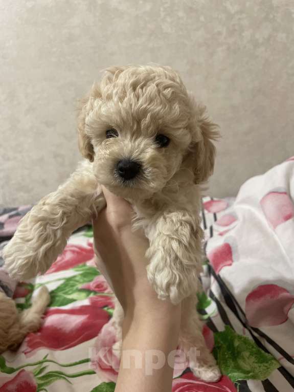 Собаки в Нижнем Новгороде: Той-пудель мальчик (светлый)  Мальчик, 50 000 руб. - фото 2