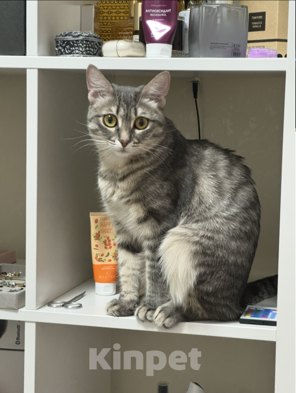 Кошки в Омске: Потерялась кошка. Дуся. Помогите найти  Девочка, 5 000 руб. - фото 2