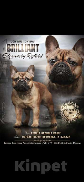 Собаки в Москве: Щенки французского бульдога Мальчик, 60 000 руб. - фото 7