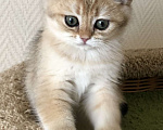 Кошки в Ковровом: Котёнок британской золотой шиншиллы  Мальчик, 50 000 руб. - фото 3
