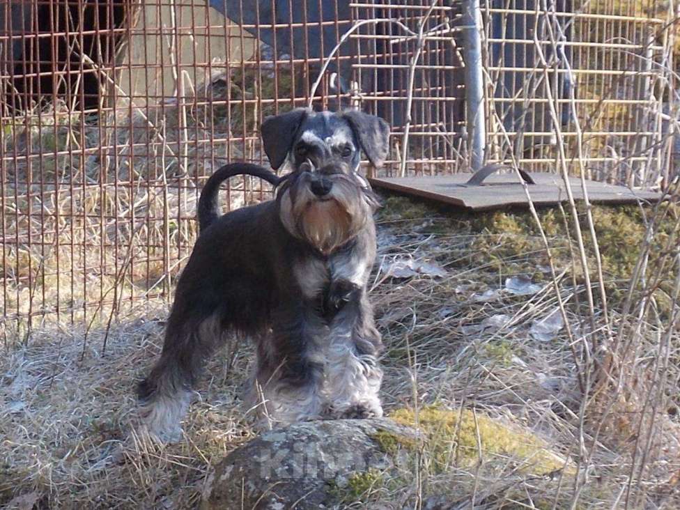 Собаки в других городах Ленинградской области: Щенок цвергшнауцера Девочка, 50 000 руб. - фото 4