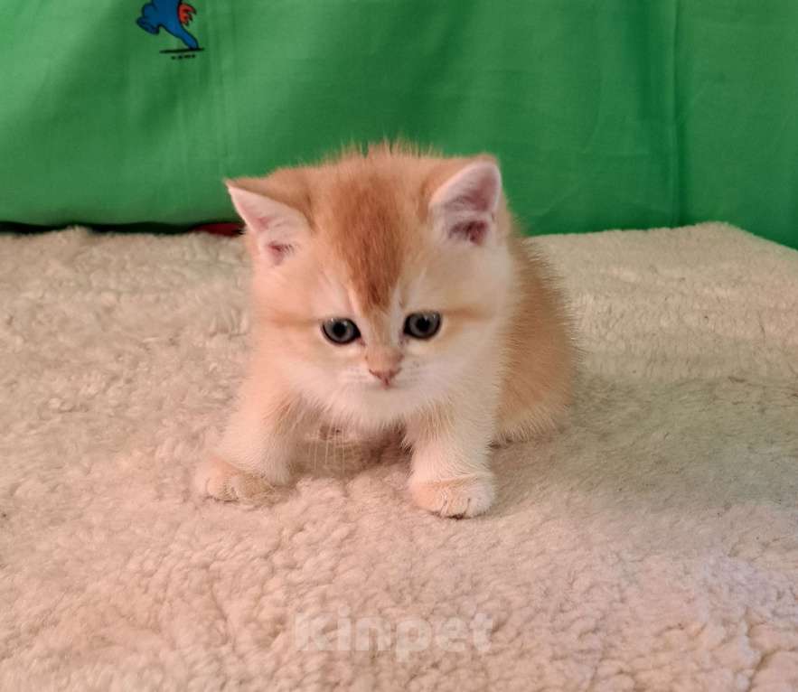 Кошки в Москве: Котик золотая шиншила  Мальчик, 70 000 руб. - фото 3