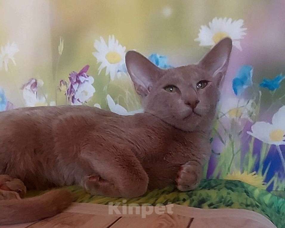 Кошки в Волгограде: Ориентальные котята Девочка, 60 000 руб. - фото 2