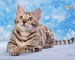 Кошки в Москве: Снежный бенгальский котенок. Девочка. Девочка, 8 000 руб. - фото 5