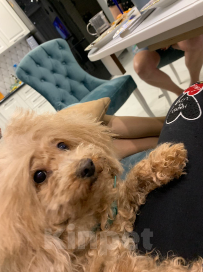 Собаки в Краснодаре: Потерялась маленькая рыжая собачка !  Девочка, 5 000 руб. - фото 3