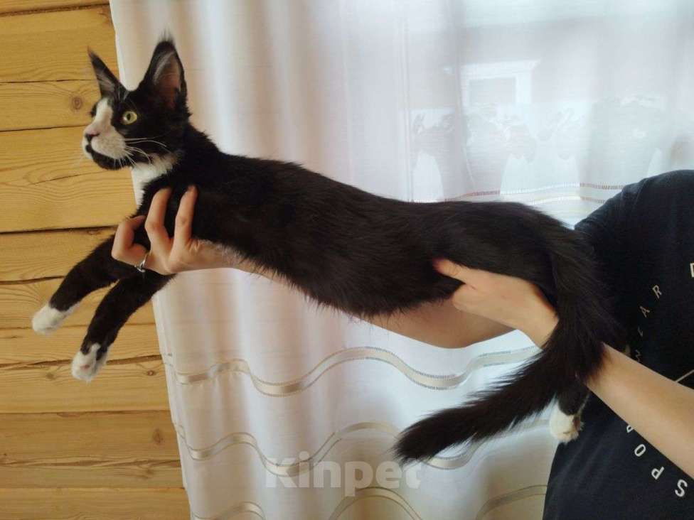 Кошки в Чите: Котенок мейнкун Мальчик, 35 000 руб. - фото 4