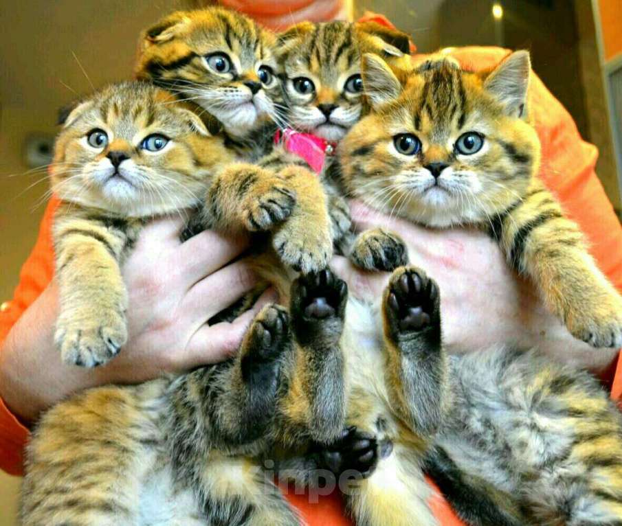 Кошки в Ливны: Неземной Красоты Котята Тигрята Шотландские, 15 000 руб. - фото 1