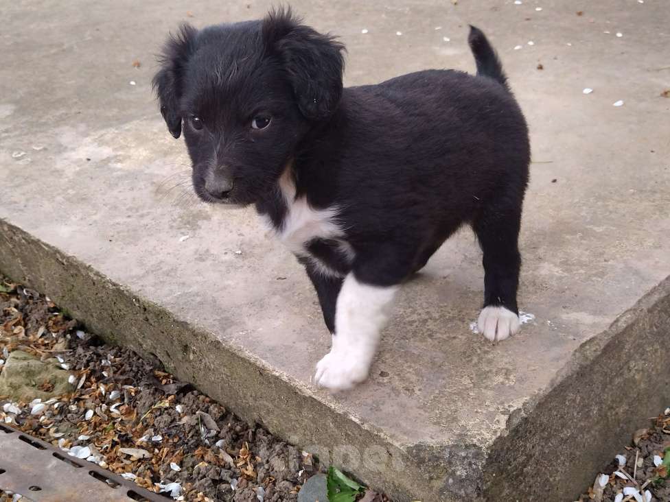 Собаки в Ипатово: Отдам в добрые руки Девочка, Бесплатно - фото 2