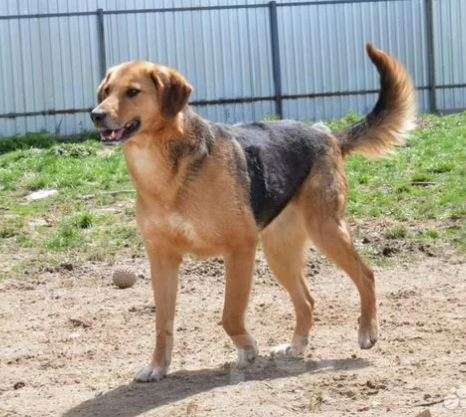 Собаки в Москве: Скалли Девочка, Бесплатно - фото 3