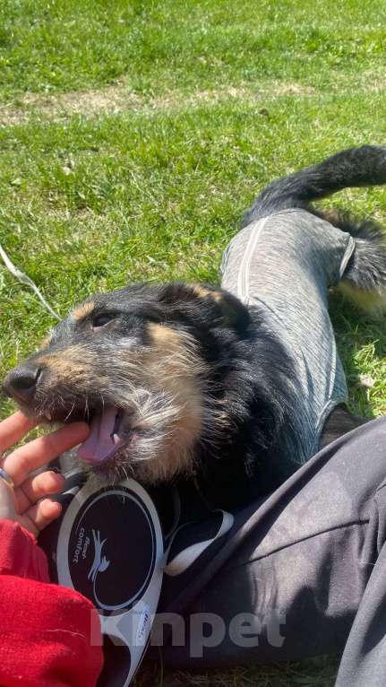 Собаки в Шатуре: Вишня и малинка  Девочка, Бесплатно - фото 7