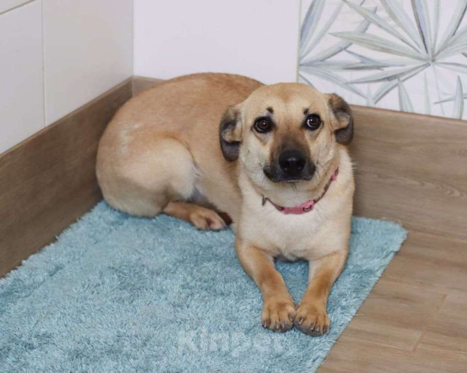 Собаки в Москве: Маленькую Миру так никто и не забрал 💔 Собачка живет одна в комнатке и ждет чуда Девочка, Бесплатно - фото 2