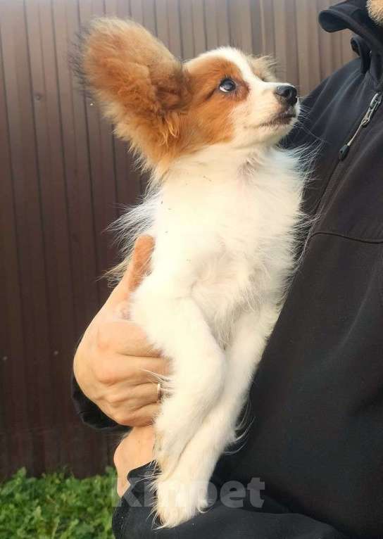 Собаки в Красноармейске: Щенки папийона Мальчик, 35 000 руб. - фото 2