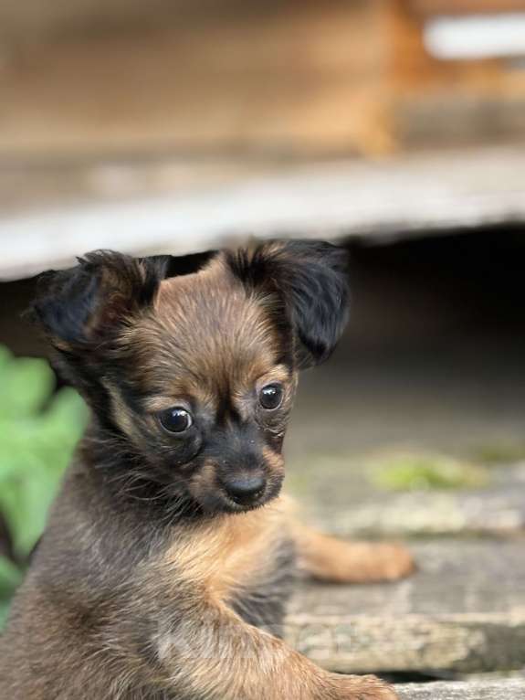 Собаки в Череповце: Продажа маленького щенка (русский той) Девочка, 45 000 руб. - фото 2