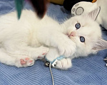 Кошки в Нижнем Новгороде: Рэгдолл малышки для Вас Девочка, 37 000 руб. - фото 1