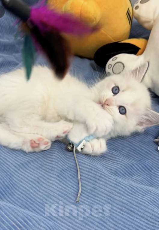 Кошки в Нижнем Новгороде: Рэгдолл малышки для Вас Девочка, 37 000 руб. - фото 1