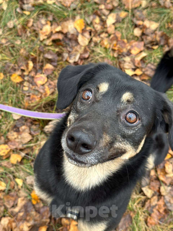 Собаки в Москве: Гарик Мальчик, Бесплатно - фото 7