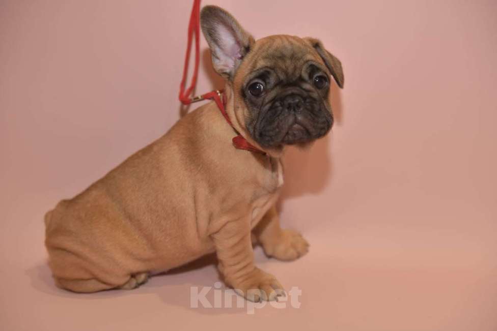 Собаки в Москве: Девочка французского бульдога  Девочка, 60 000 руб. - фото 3