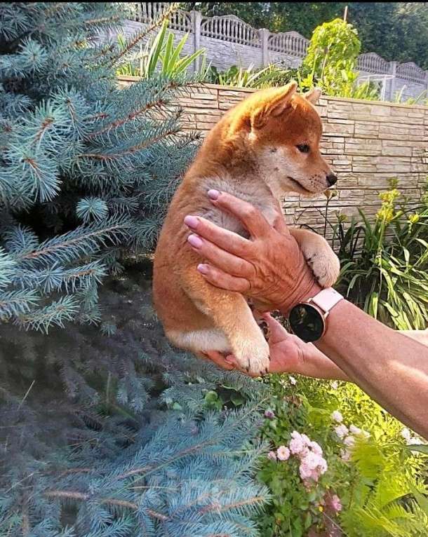 Собаки в Жигулевске: Премиум класса щенки сиба ину  родителей призеров выставок.япорских кровей.Щенки рождённые 11.05.25 Мальчик, 60 000 руб. - фото 3