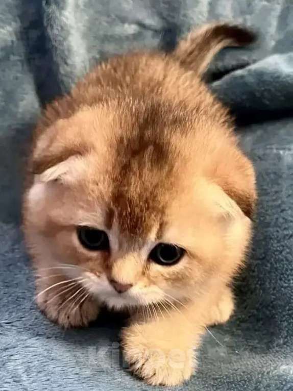 Кошки в других городах Московской области: Шотландский вислоухий короткошёрстный котёнок Разнополые, 30 000 руб. - фото 1