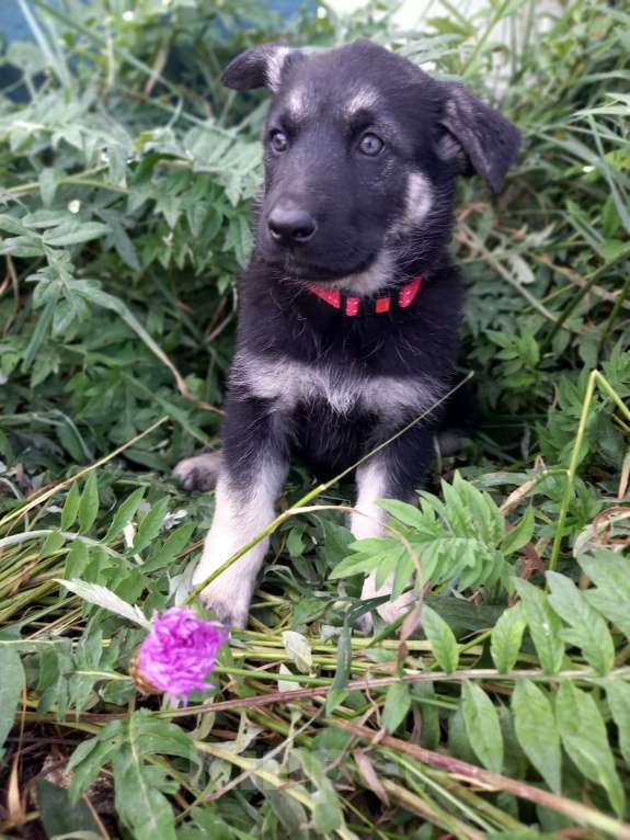 Собаки в других городах Крыма: Вента Девочка, 25 000 руб. - фото 3