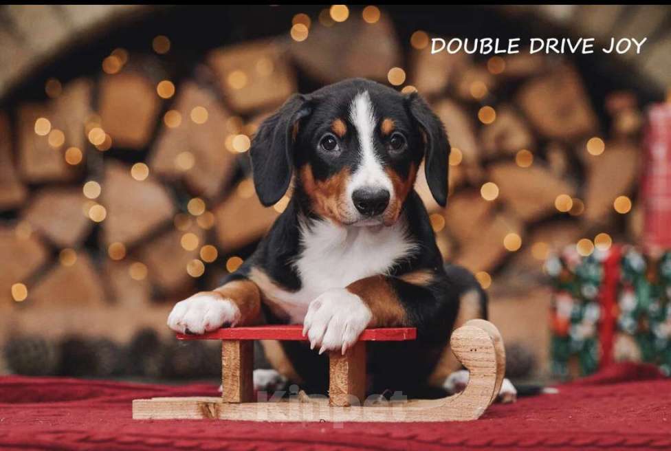 Собаки в Москве: Щенки энтлебухер зенненхунд  Девочка, Бесплатно - фото 2