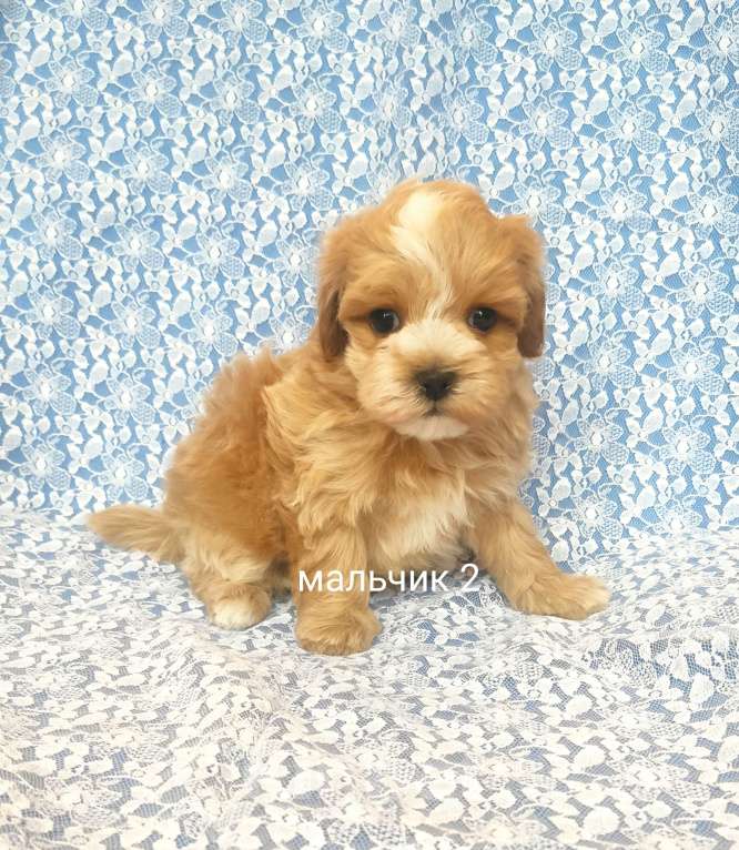 Собаки в Москве: мальтипу мальчик F1  Мальчик, 70 000 руб. - фото 2
