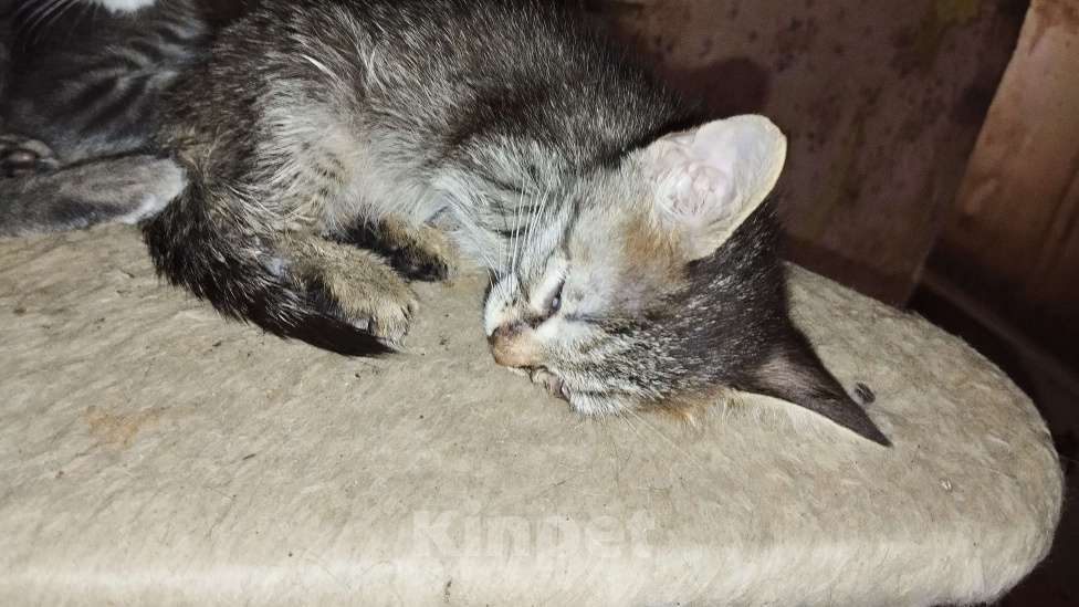 Кошки в Симферополе: Отдаю котят в хорошие руки Мальчик, Бесплатно - фото 8