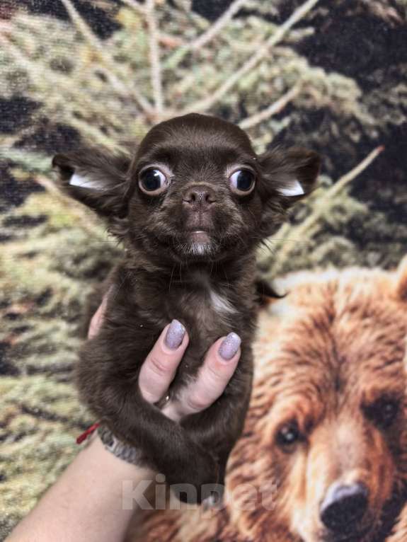 Собаки в Ярославле: Чихуахуа девочка дш Девочка, 45 000 руб. - фото 1