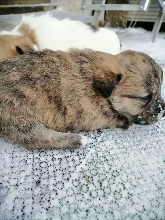 Собаки в других городах Ленинградской области: Щенок-девочка,1 месяц Девочка, Бесплатно - фото 3