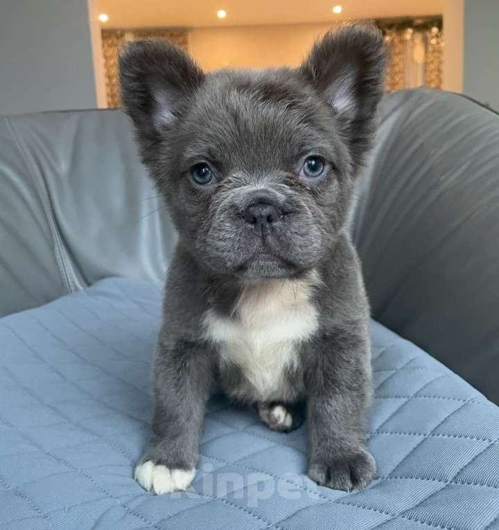 Собаки в Санкт-Петербурге: Мальчик лиловый фЛАФФИ  Мальчик, 50 000 руб. - фото 1