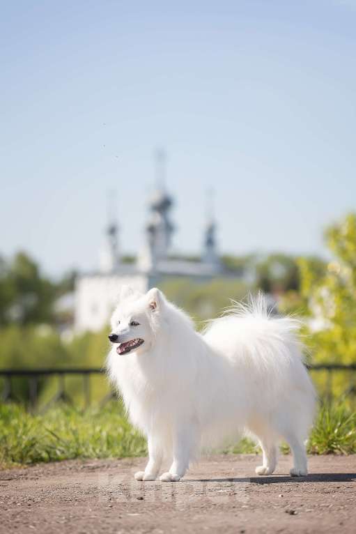 Собаки в Москве: Японский шпиц Чемпион вязка  Мальчик, Бесплатно - фото 3