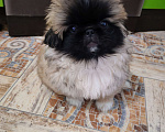 Собаки в Кургане: Щенок пекинеса Мальчик, 15 000 руб. - фото 1