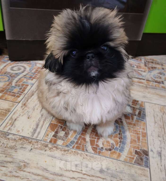 Собаки в Кургане: Щенок пекинеса Мальчик, 15 000 руб. - фото 1