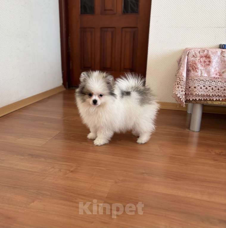 Собаки в Москве: Мальчик медвежонок, Морис  Мальчик, 40 000 руб. - фото 1