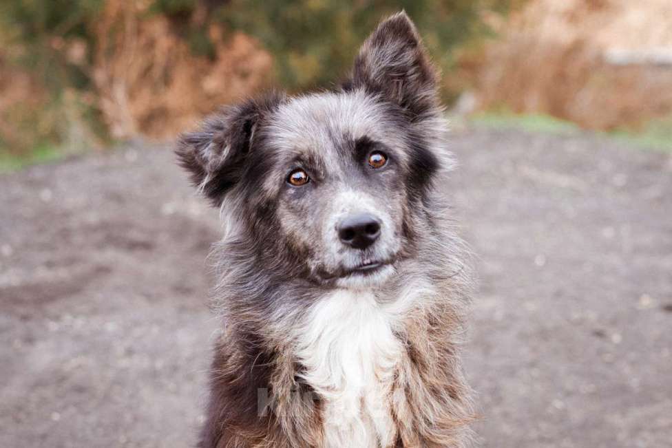 Собаки в Москве: Метис бордер-колли. Агата, 5 лет Девочка, Бесплатно - фото 1