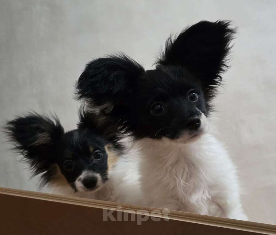 Собаки в других городах Московской области: Щенки Папийон девочки и мальчики Мальчик, 25 000 руб. - фото 3