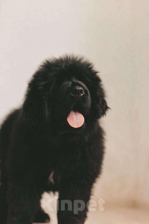 Собаки в других городах Тверской области: Щенки тибетского мастифа Девочка, Бесплатно - фото 2