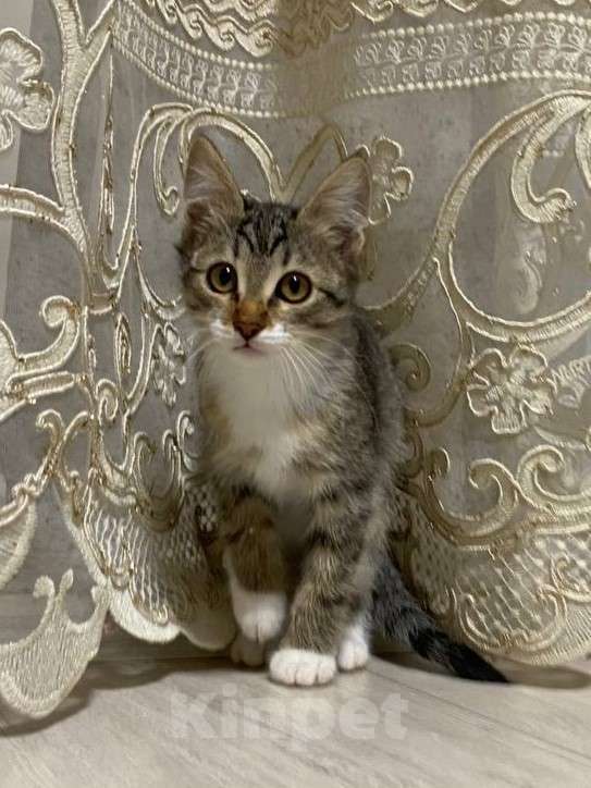 Кошки в Салавате: Котята в заботливые руки, приучены к лотку Девочка, Бесплатно - фото 6